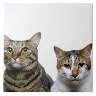 Carreau Chat japonais et chat mannois sur l'arrière - pla