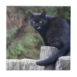 Carreau Chat noir