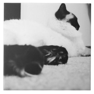 Carreau Chat noir et blanc 1962 de tuile de Ragdoll