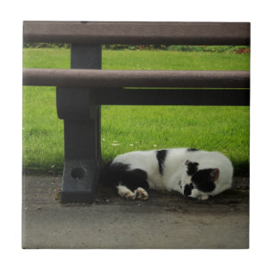 Carreau Chat noir et blanc sous le banc