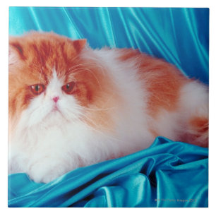 Carreau Chat persan
