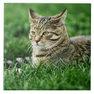 Carreau Chat se situant dans l'herbe