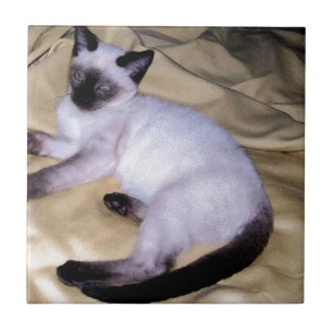 Carreau Chat Siamese grès grès animal art animal animal an