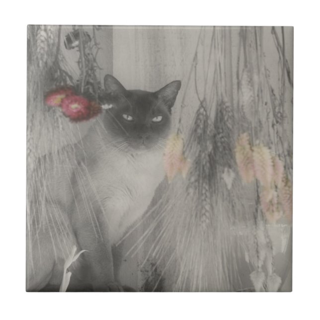 Carreau Chat Siamois Animal Noir Et Blanc (Devant)