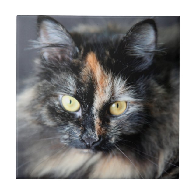 Carreau Chat sibérien (Devant)
