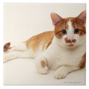 Carreau Chat sur l'arrière - plan blanc