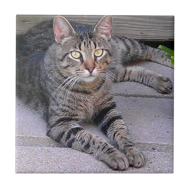 Carreau Chat tigré Brown dehors (Devant)