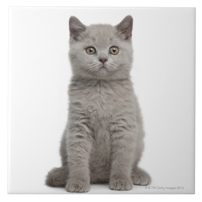 Carreau Chaton britannique de Shorthair (Devant)