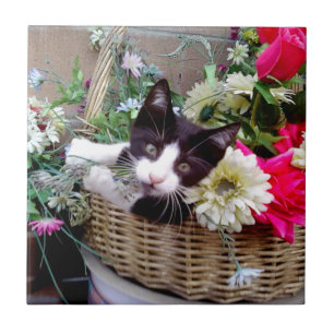 Carreau Chaton dans un panier