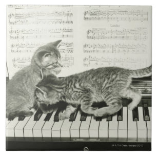 Carreau Chaton deux jouant sur le clavier de piano, (B&W)