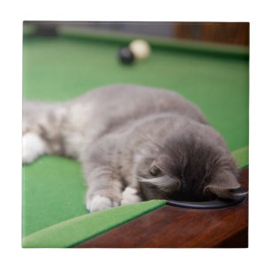 Carreau Chaton jouant la piscine