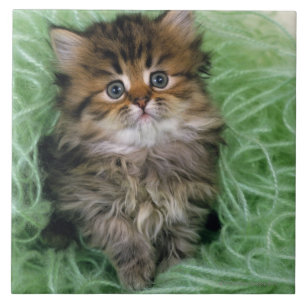 Carreau Chaton persan