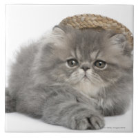 Chaton persan (2 mois) portant une paille