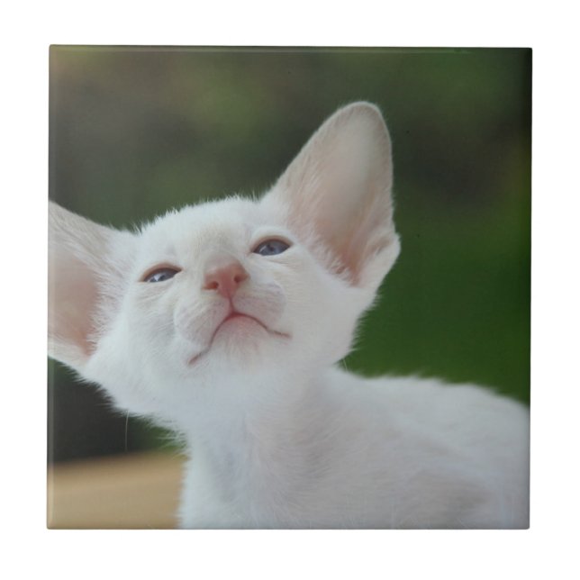 Carreau Chaton siamois blanc (Devant)