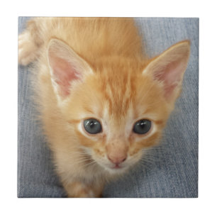 Carreau Chaton tigré orange