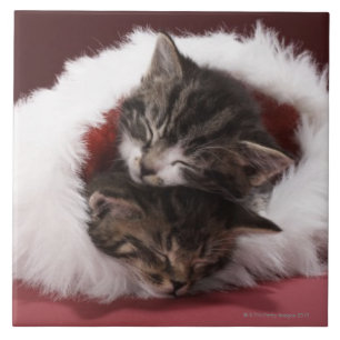 Carreau Chatons endormis ensemble dans le casquette de