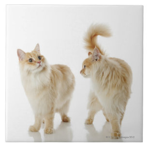 Carreau Chats de Munchkin