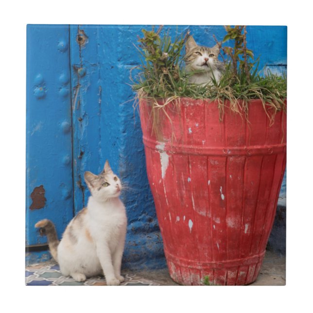 Carreau Chats qui se baladent, Rabat, Maroc (Devant)