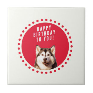 Carreau Chatte Sibérien Husky Chien Joyeux Anniversaire