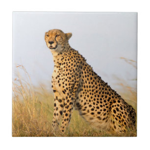 Carreau Cheetah