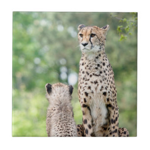 Carreau Cheetah 004