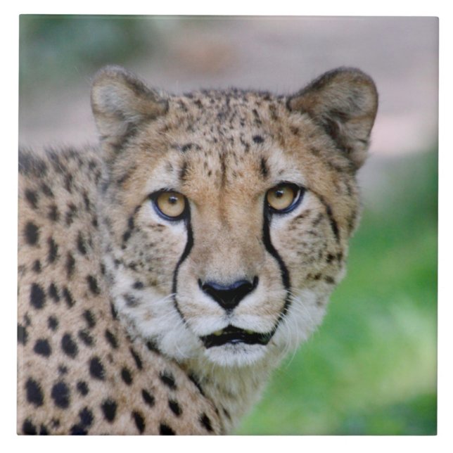 Carreau Cheetah 009 (Devant)