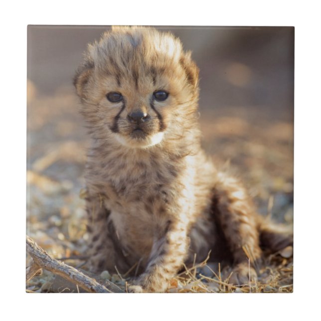 Carreau Cheetah 19 jours bébé mâle (Devant)