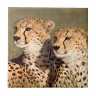 Carreau Cheetah Lying