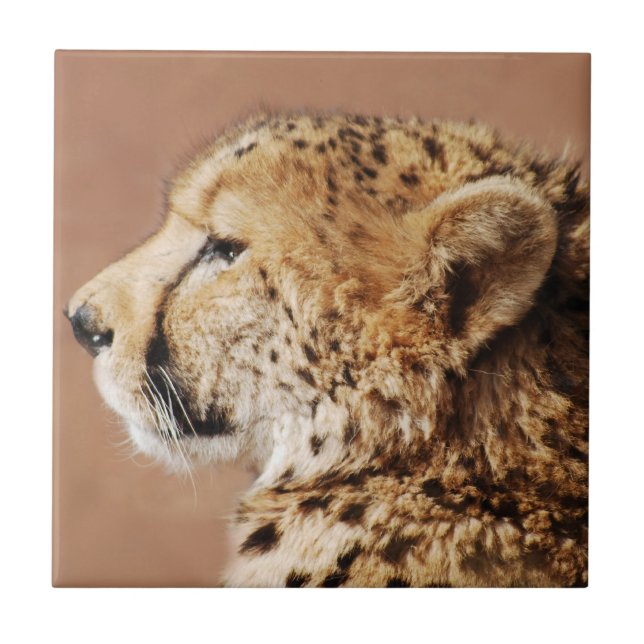 Carreau Cheetah Prince (Devant)