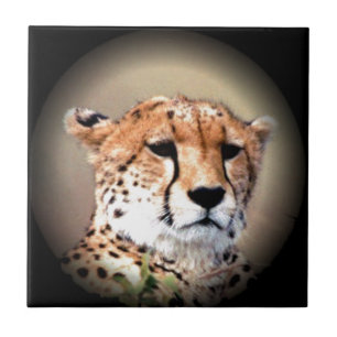 Carreau Cheetah Tear Marks Hakunamatata