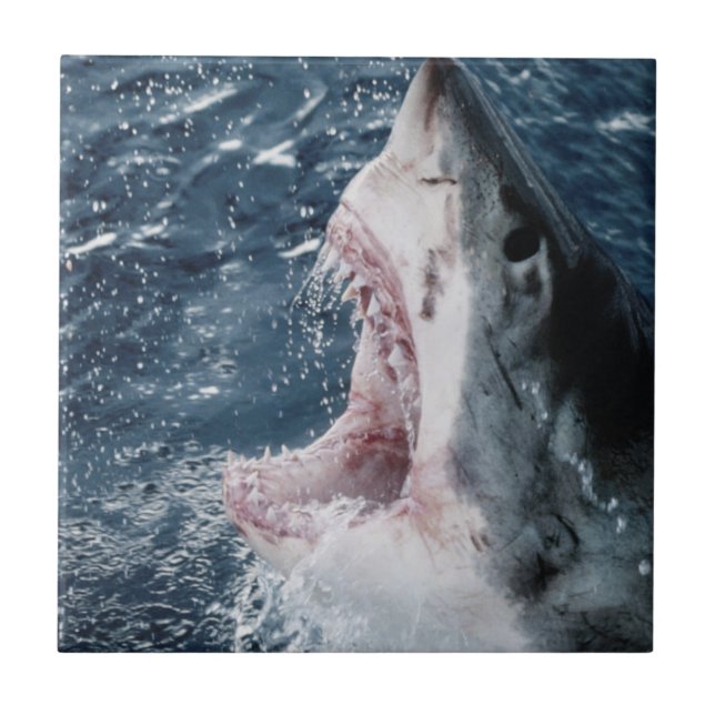 Carreau Chef du grand requin blanc (Devant)