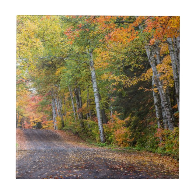 Carreau Chemin De Gravel Flâné De Feuilles Avec Couleur D' (Devant)