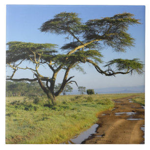 Carreau Chemin de terre et acacia, lac Nakuru