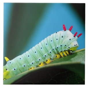 Carreau Chenille du papillon Prométhée, Callosamia