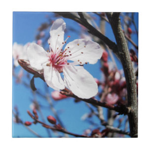 Carreau Cherry Blossom 2