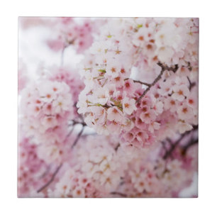 Carreau Cherry Blossoms