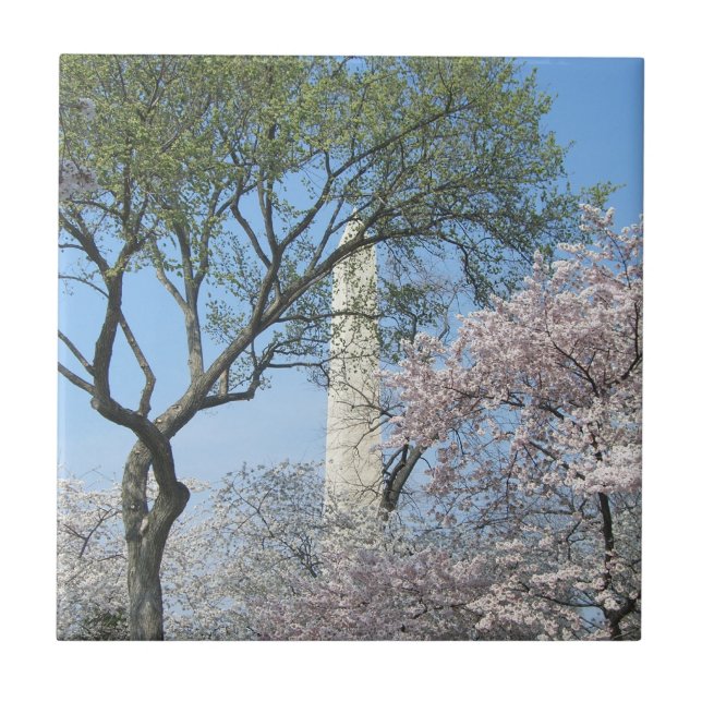 Carreau Cherry Blossoms et le monument de Washington à DC (Devant)