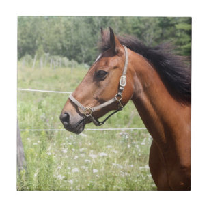 Carreau Cheval