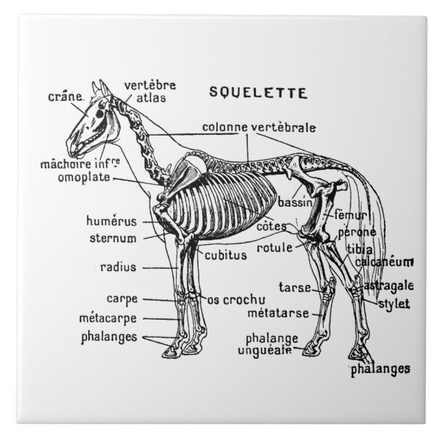 Carreau Cheval (Devant)