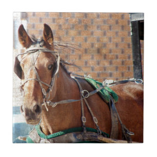 Carreau Cheval Amish