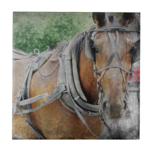 Carreau Cheval Amish et Buggy