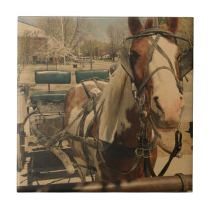 Carreau Cheval Amish, Un Pinto