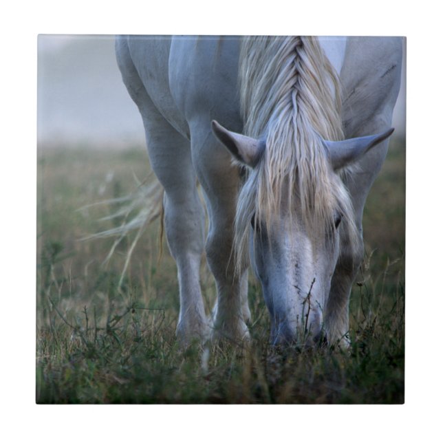 Carreau Cheval blanc (Devant)