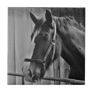 Carreau Cheval blanc noir - Art de la photographie animale