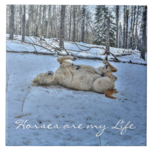 Carreau Cheval blanc rouler dans la neige hivernale