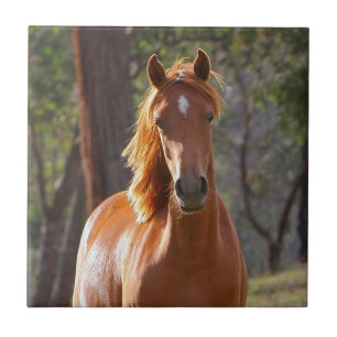 Carreau Cheval Brown au soleil