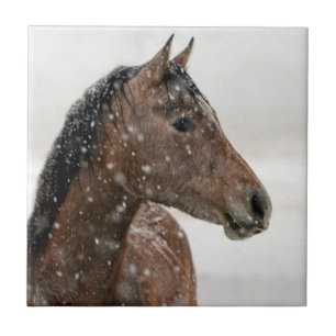 Carreau Cheval de baie en neige douce