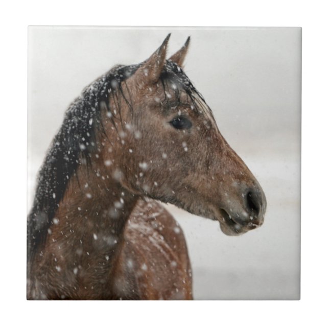 Carreau Cheval de baie en neige douce (Devant)