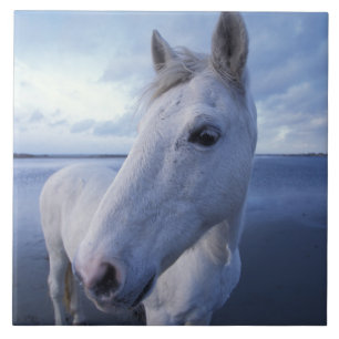 Carreau Cheval de Camargue