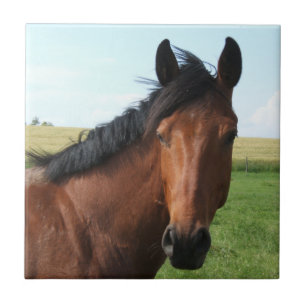 Carreau Cheval de la baie dans le pâturage